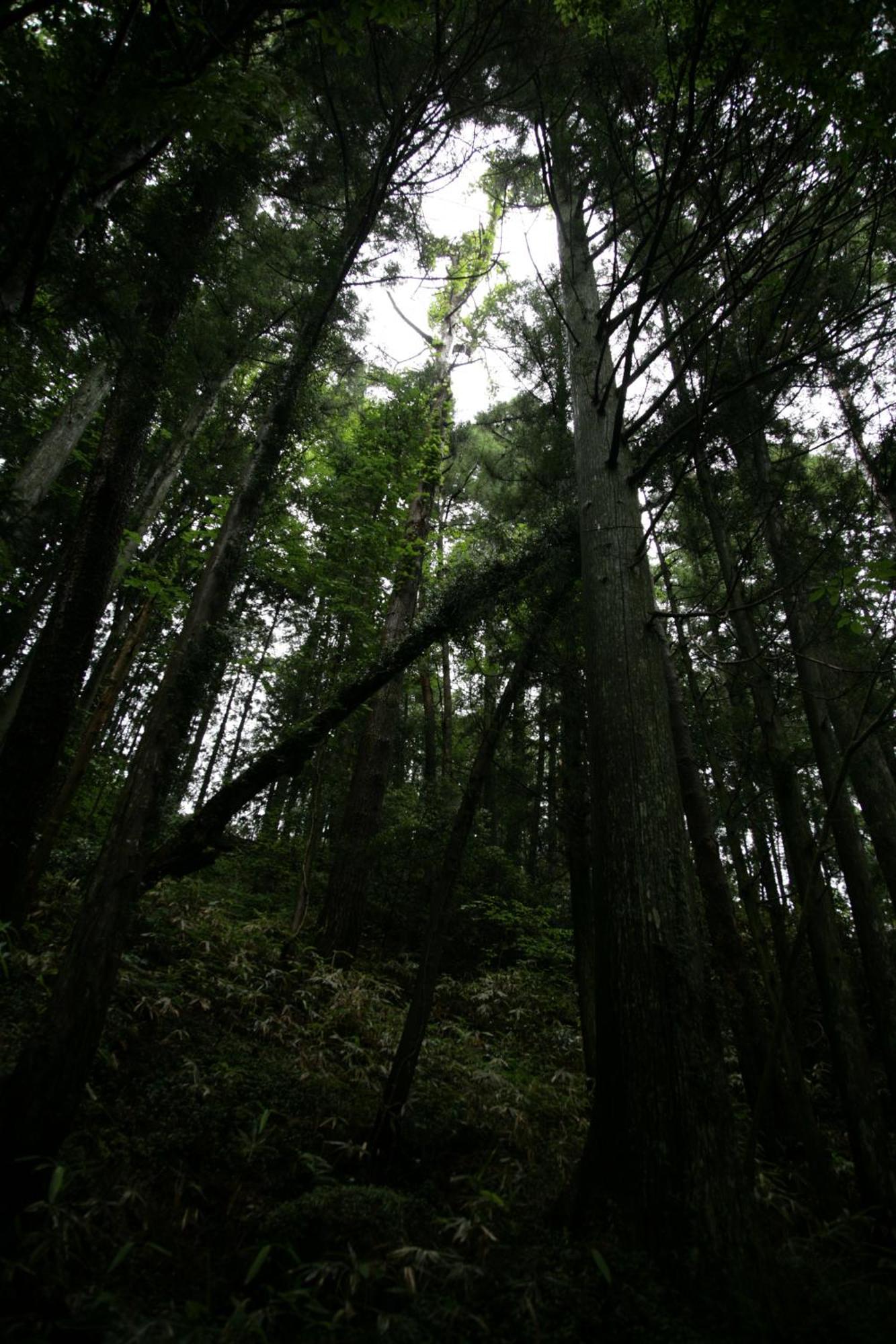 Magome Chaya Hotel นาคัตสึกาวะ ภายนอก รูปภาพ